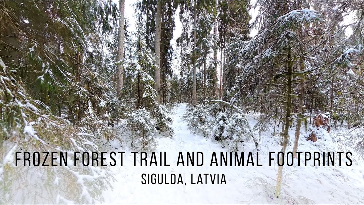 Changing Perspective🏰 Frozen Virtual Hike: Stairs & Gauja Valley | Sigulda, Latvia (No Talking, 4K)