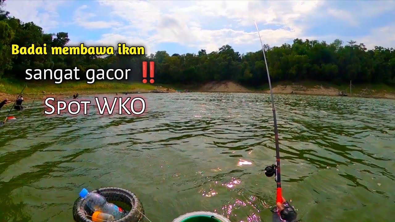 Dispot ini ikan sangat mudah | gacor cor ‼️