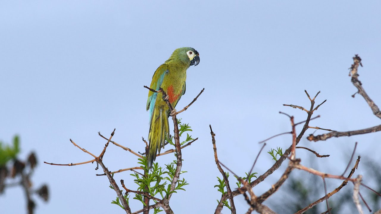 Birding Brazil Part 4: Chapada dos Guimarães to Alta Floresta to Cristalino Lodge Oct 21-22