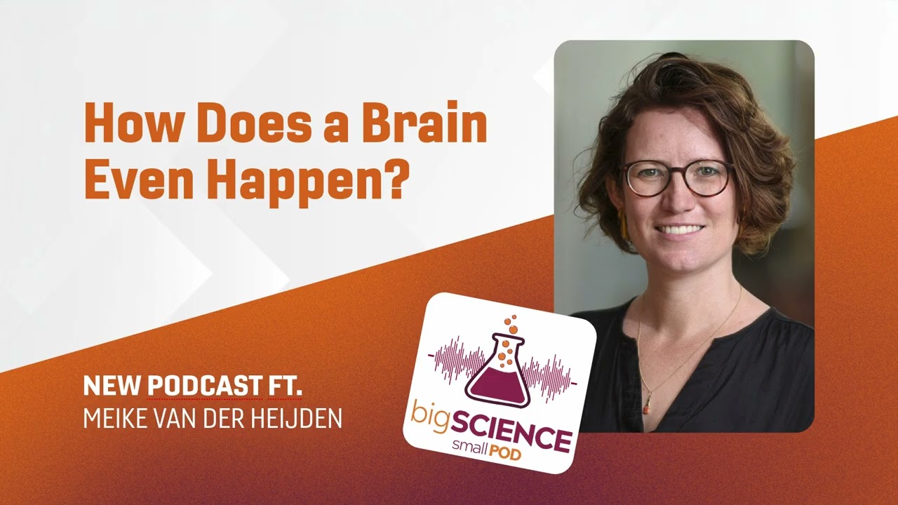 How Does a Brain Even Happen?