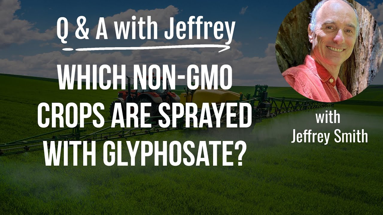 Q & A with Jeffrey Smith:  WHICH NON-GMO CROPS ARE SPRAYED WITH GLYPHOSATE AND WHY?