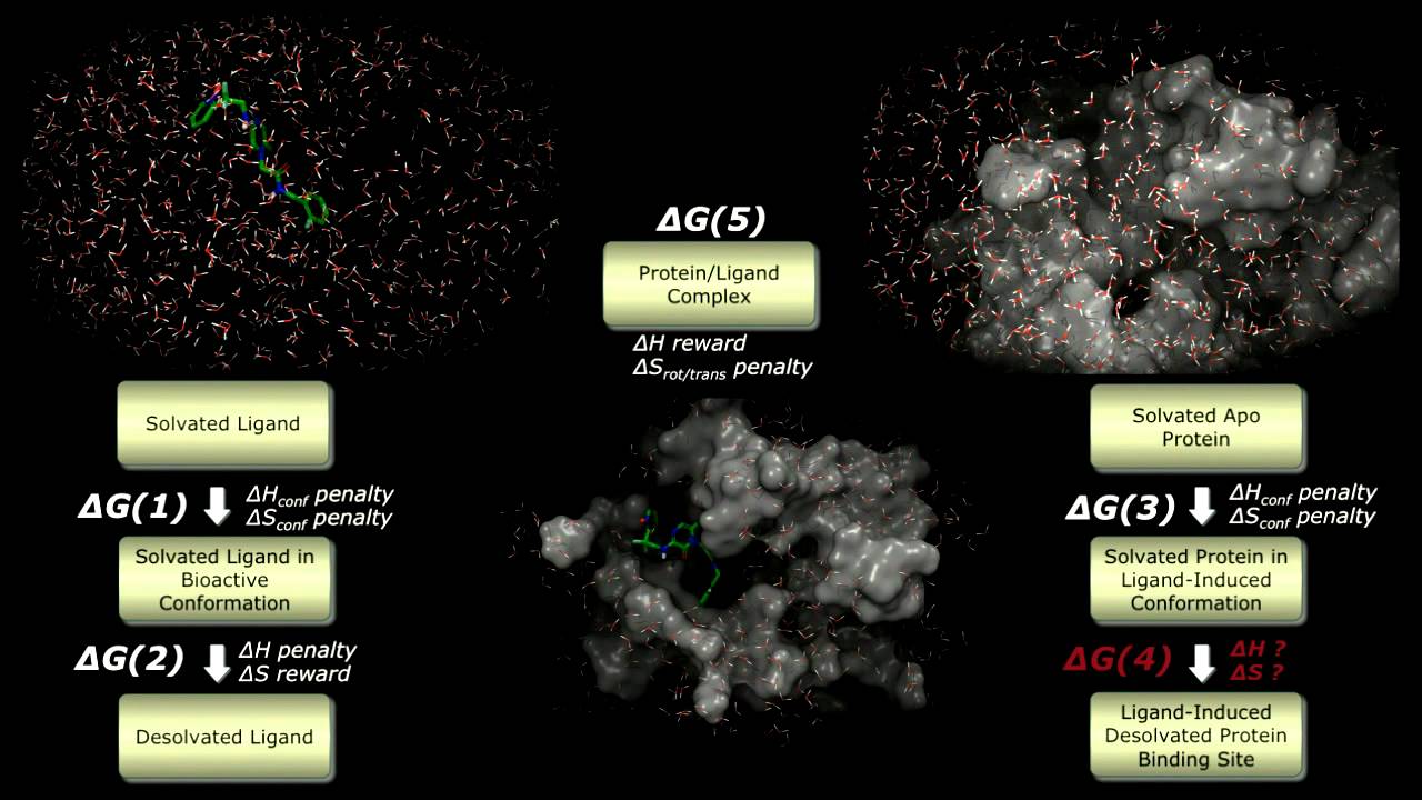 Thermodynamic Decomposition of Ligand/Protein Binding - An Introduction to WaterMap