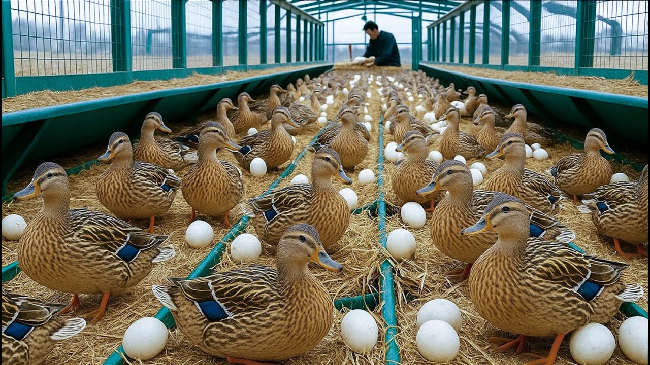 How to raise duck & poultry farming - Integrated poultry farm - Organic egg business