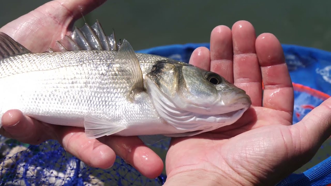 PESCA alle SPIGOLE a BOLOGNESE nel SUD della FRANCIA in CÔTE BLEUE con canne bolognesi Colmic | P. 1