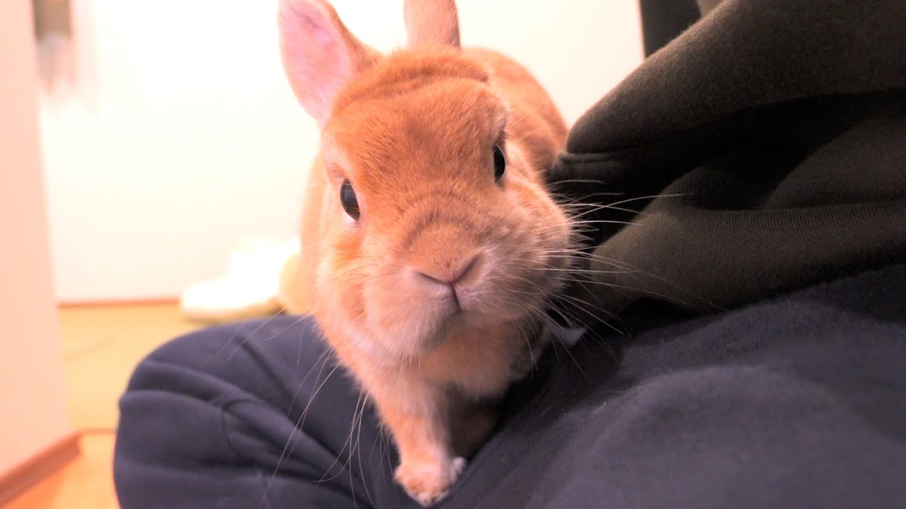 出かける飼い主を阻止して必死にくっついてくるムギが可愛かった【No.1598】