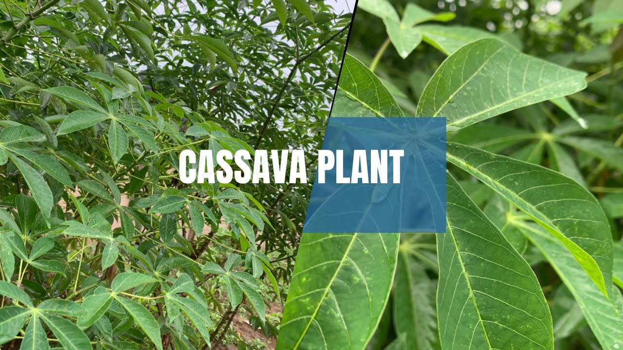 HOW BENUE STATE IS BLESS CASSAVA PLANT 🌱