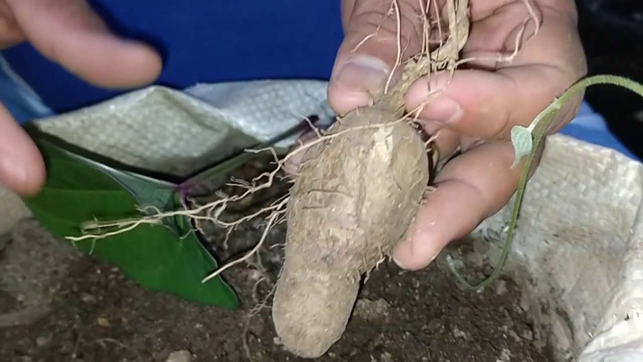 Pag tatanim ng Burot ,Tugi or kamiging English name lesser yam