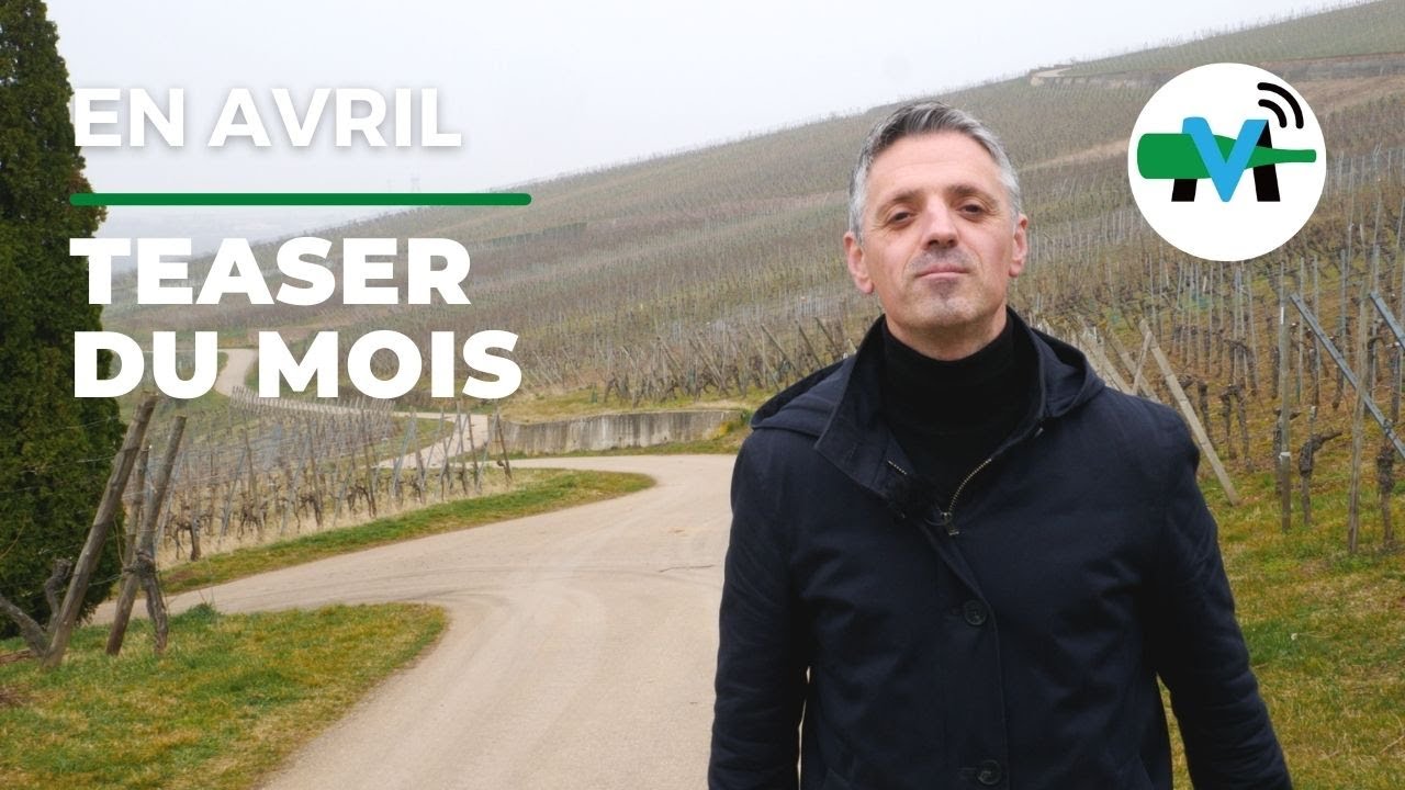 Pourquoi d&eacute;couvrir les Pinots Noirs d'Alsace ?