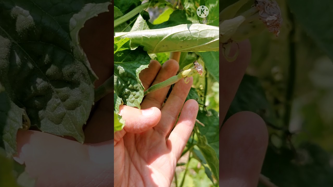 Luffa:la spugna naturale.