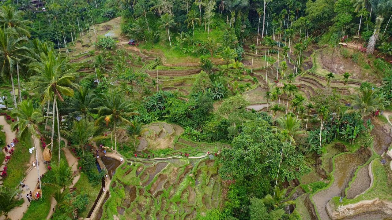 BALI - TEGALLALANG RICEFIELDS - Cinematic 4k DRONE