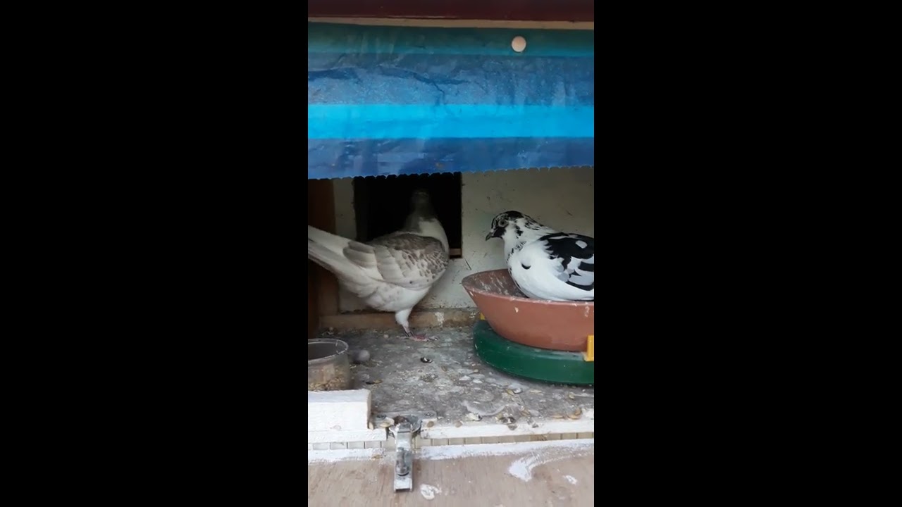 Mon premier pigeonnier, visite et reproduction d'hiver