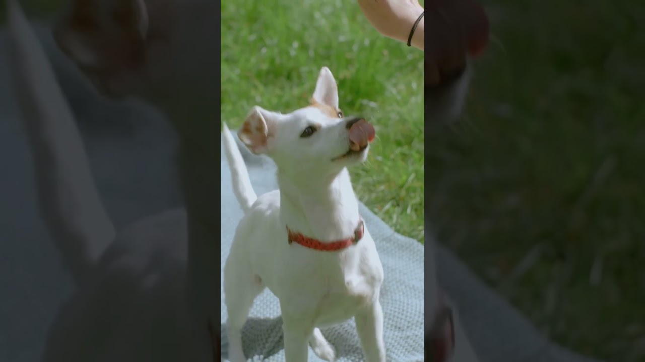 Unlock Hunting Success: Dog Training Timing Secrets!