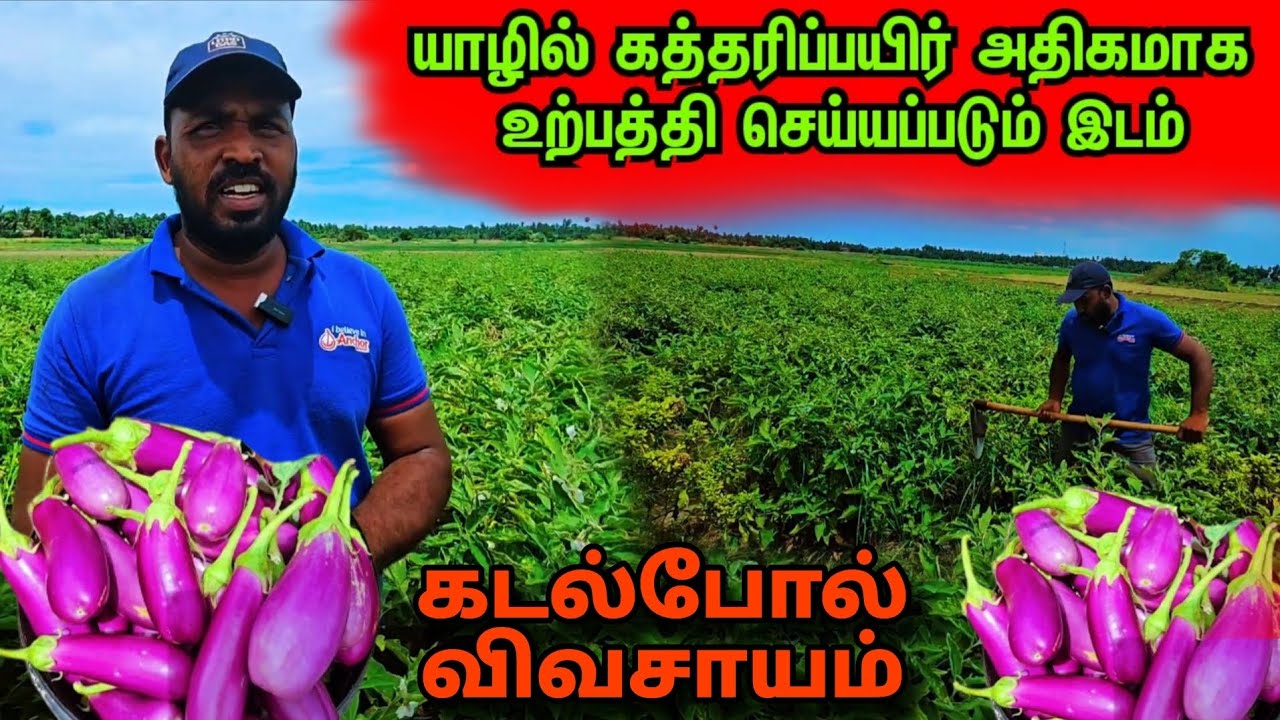 யாழில் கடல்போல் கத்தரிக்காய் உற்பத்தி🍆கத்தரி என்றாலே இந்த இடந்தான் எல்லோருக்கும் தெரியும்