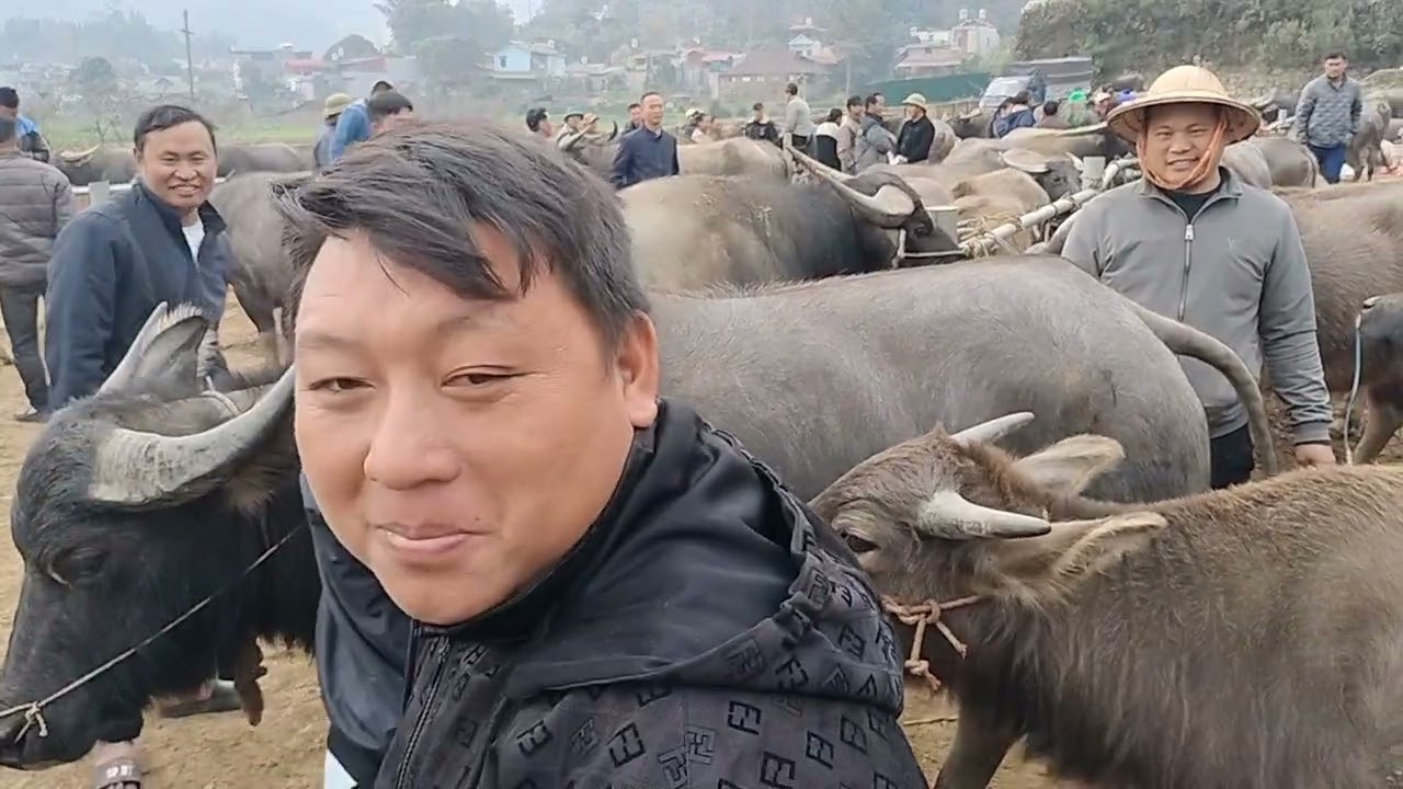Chợ trâu mùa đông có con trâu thấp nhất phiên chợ 