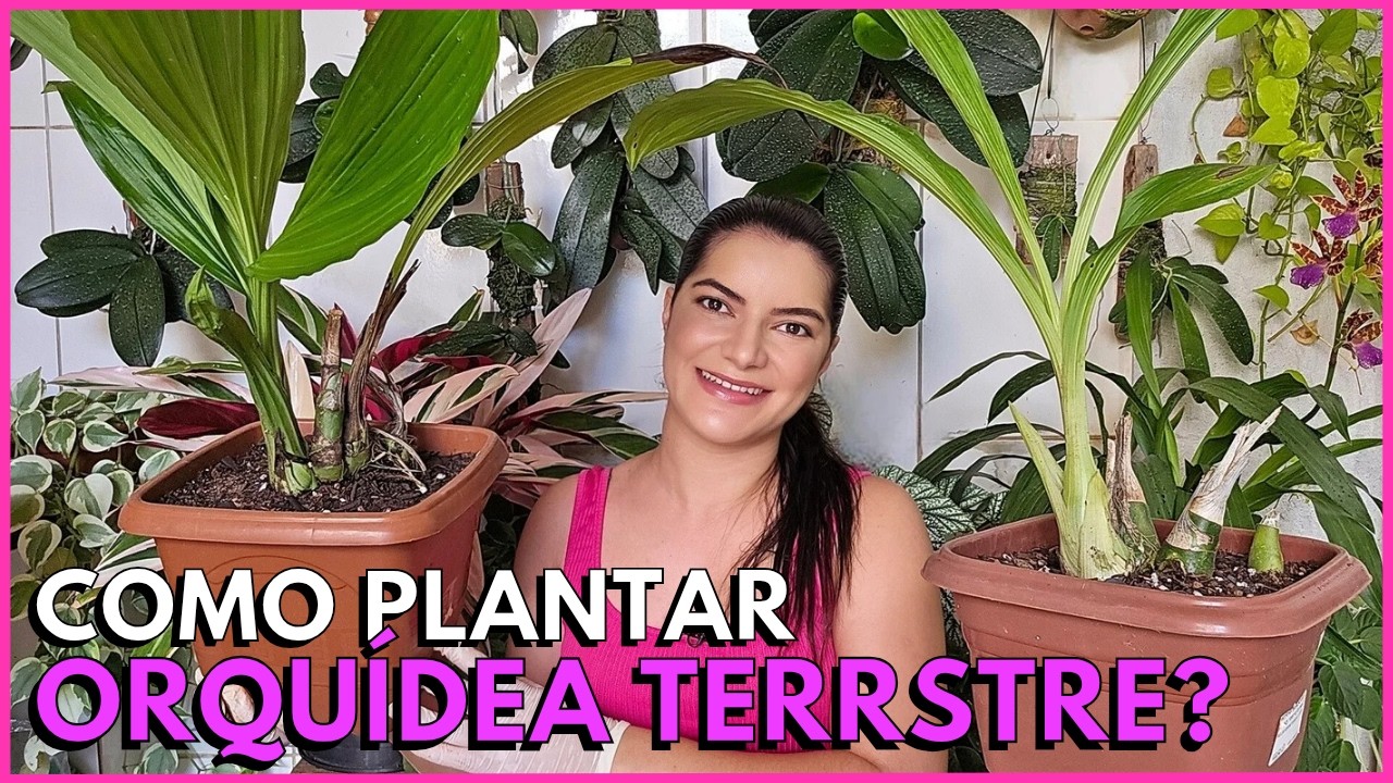 PLANTE ASSIM A SUA ORQUÍDEA TERRESTRE E TENHA SUCESSO NO CULTIVO 🪴☝️
