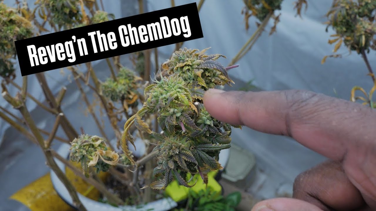 Humboldt CSI ChemDawg Episode 15 - Patience