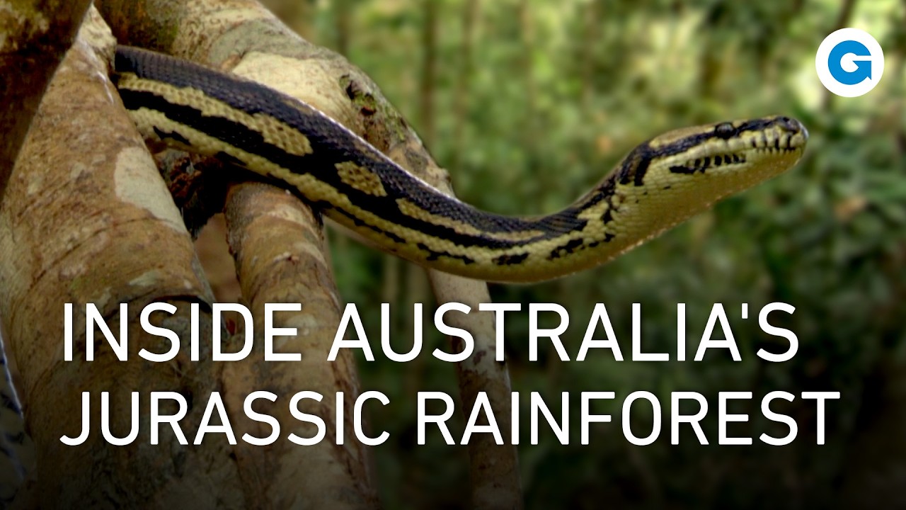 Jurassic Jungle: Australia’s Living Dinosaurs | Full Documentary