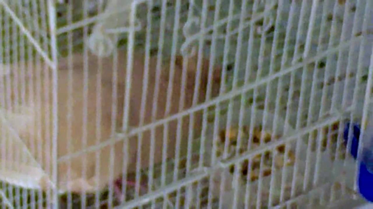 Charlie, a sad story of a sick pigeon
