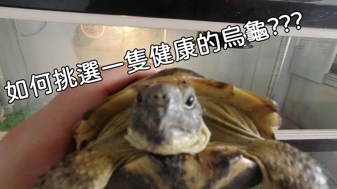 輕鬆養陸龜EP2 如何選擇一隻健康陸龜【簡單養好陸龜】