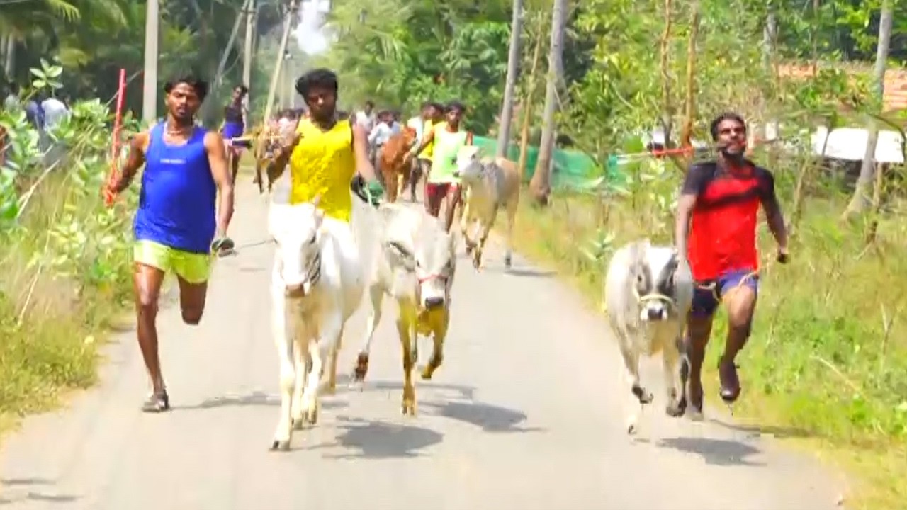 செருபலக்காடு சின்னமாடு--1 #ksk_rekla_race