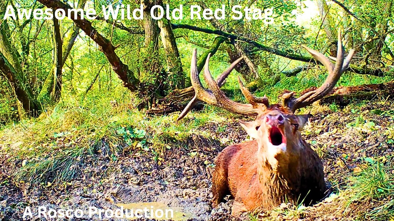 Awesome Old Monster Red Stag Competes At The Wallow