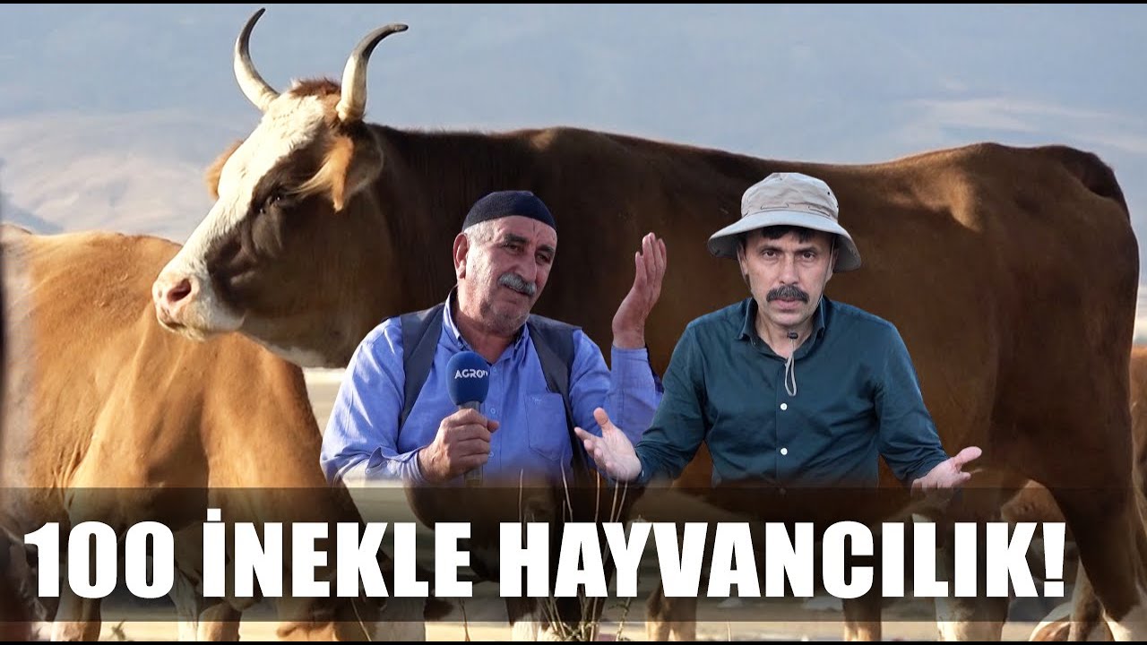 Bu İş Çok Kazançlı! Ağrı'da 100 İnekle Hayvancılık! / Abi Nerdesin?