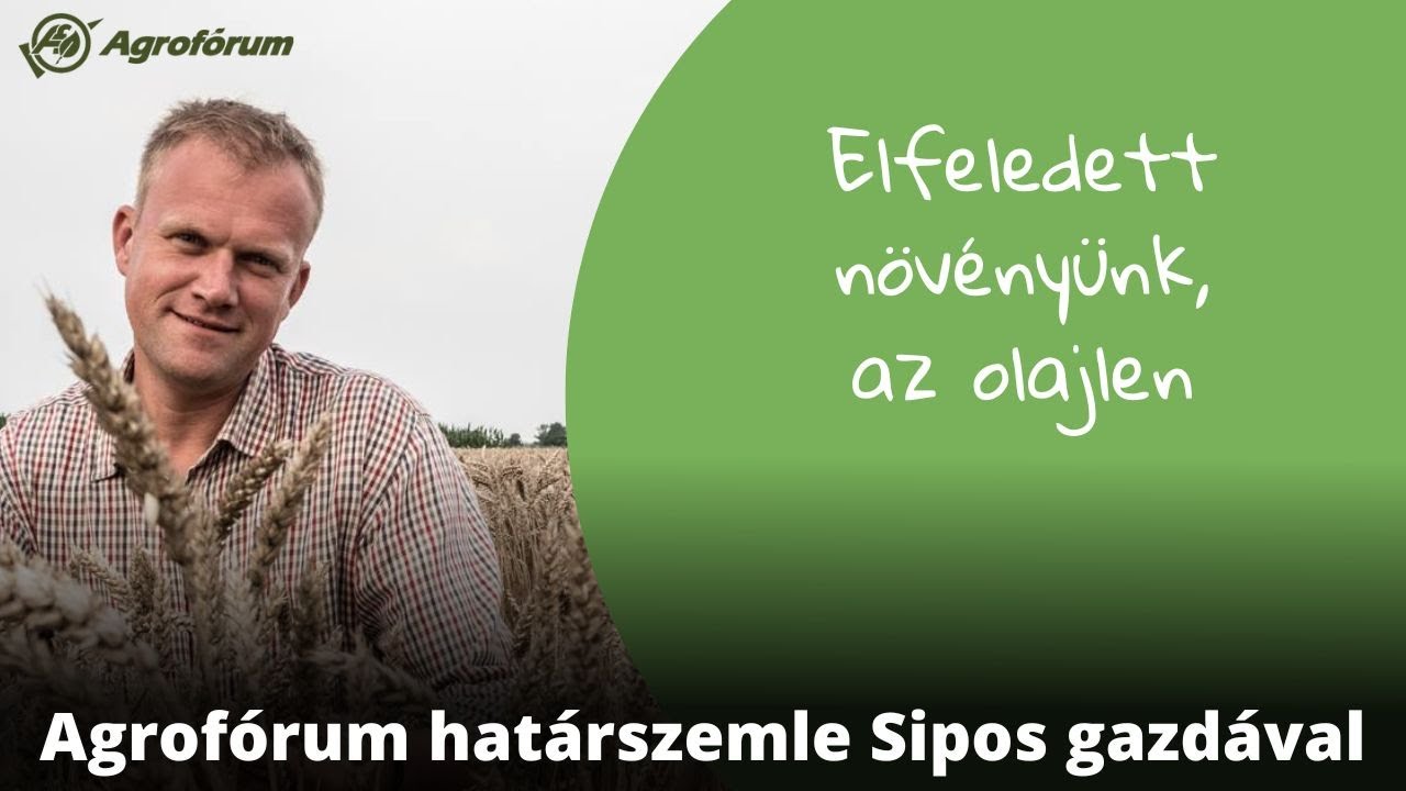 Elfeledett növényünk, az olajlen - Agrofórum határszemle Sipos Gazdával