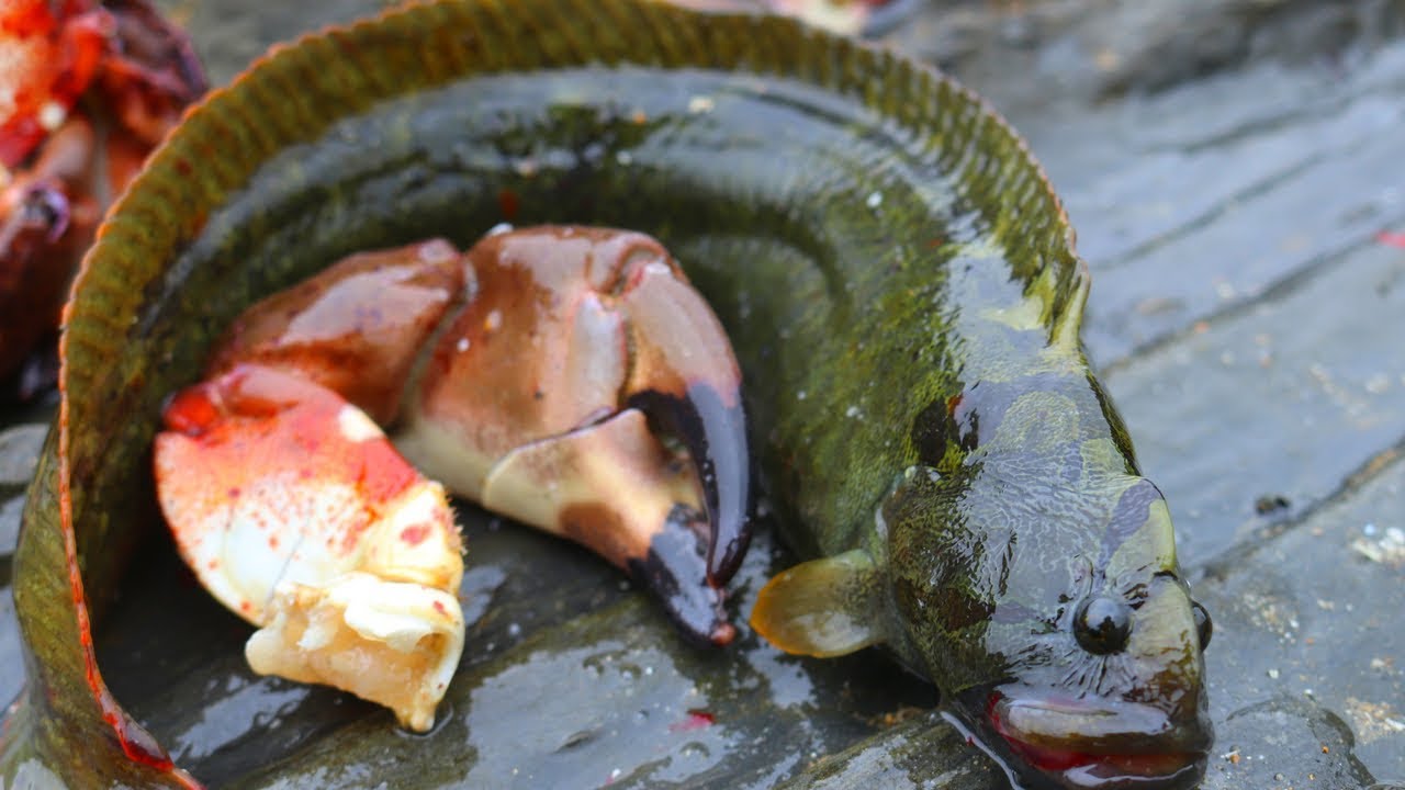 Catch and Cook Monkeyface Eel - Lowtide foraging