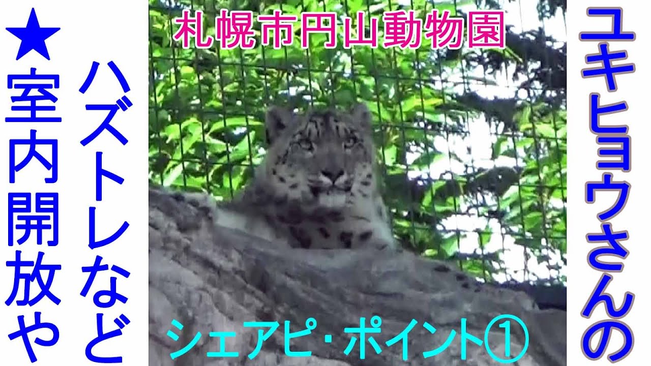 ユキヒョウさんのシェアピ・ポイント①★室内開放やハズトレなど★札幌市円山動物園★