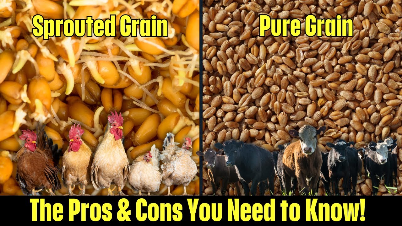 Sprouted Grain vs Pure Grain | Which is Better for Your Livestock