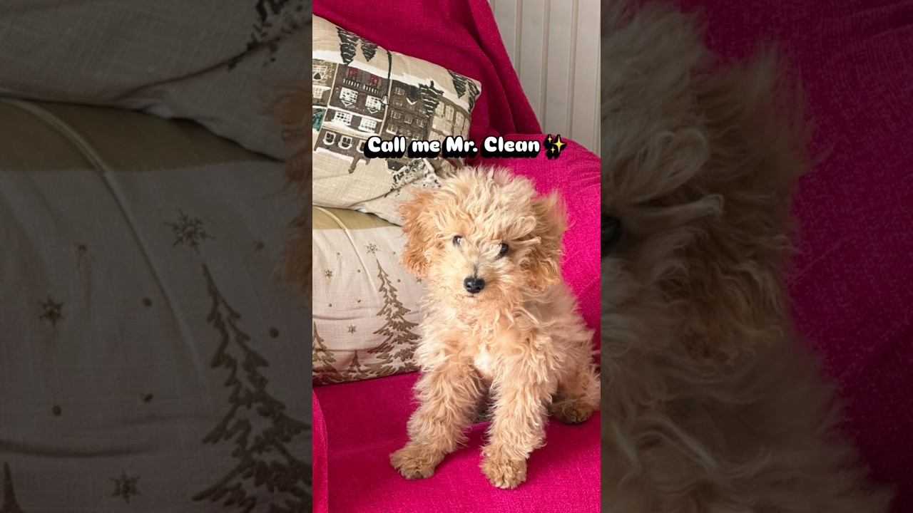 From Bath Time Drama to Sunshine Glow ☀️ #dollarthemaltipoo #shorts
