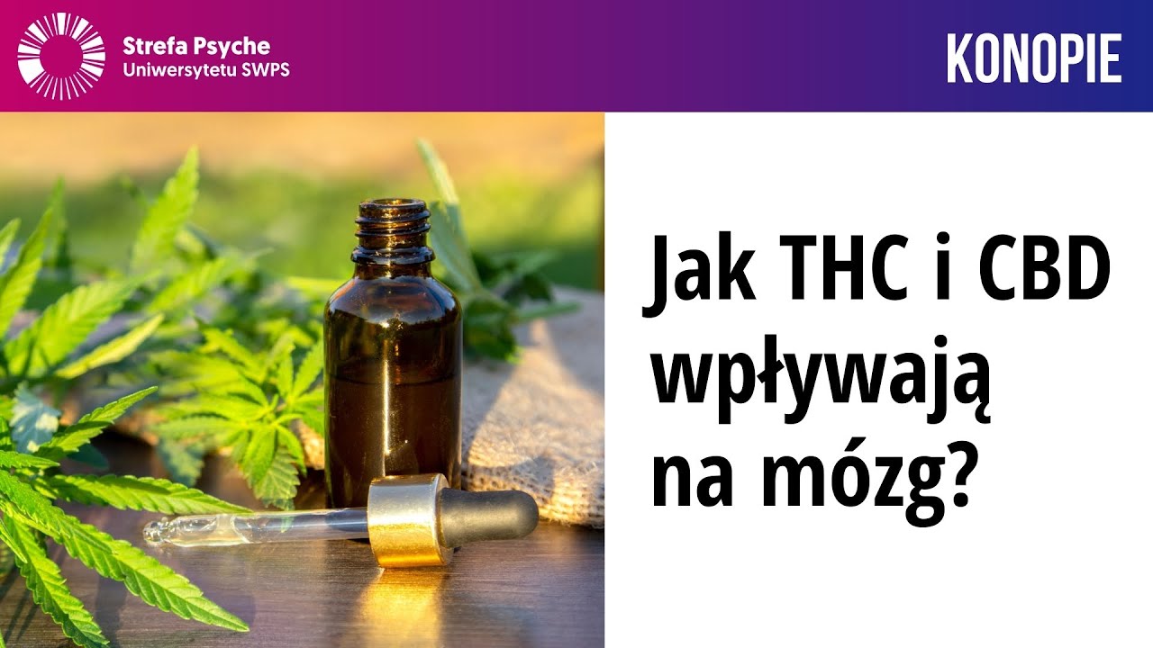 Jak THC i CBD wpływają na mózg? - Prof. dr hab. Katarzyna Starowicz-Bubak, Alicja Binkowska