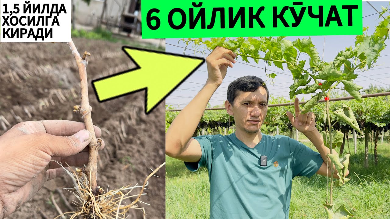 Узум подвойга улангандаги натижа