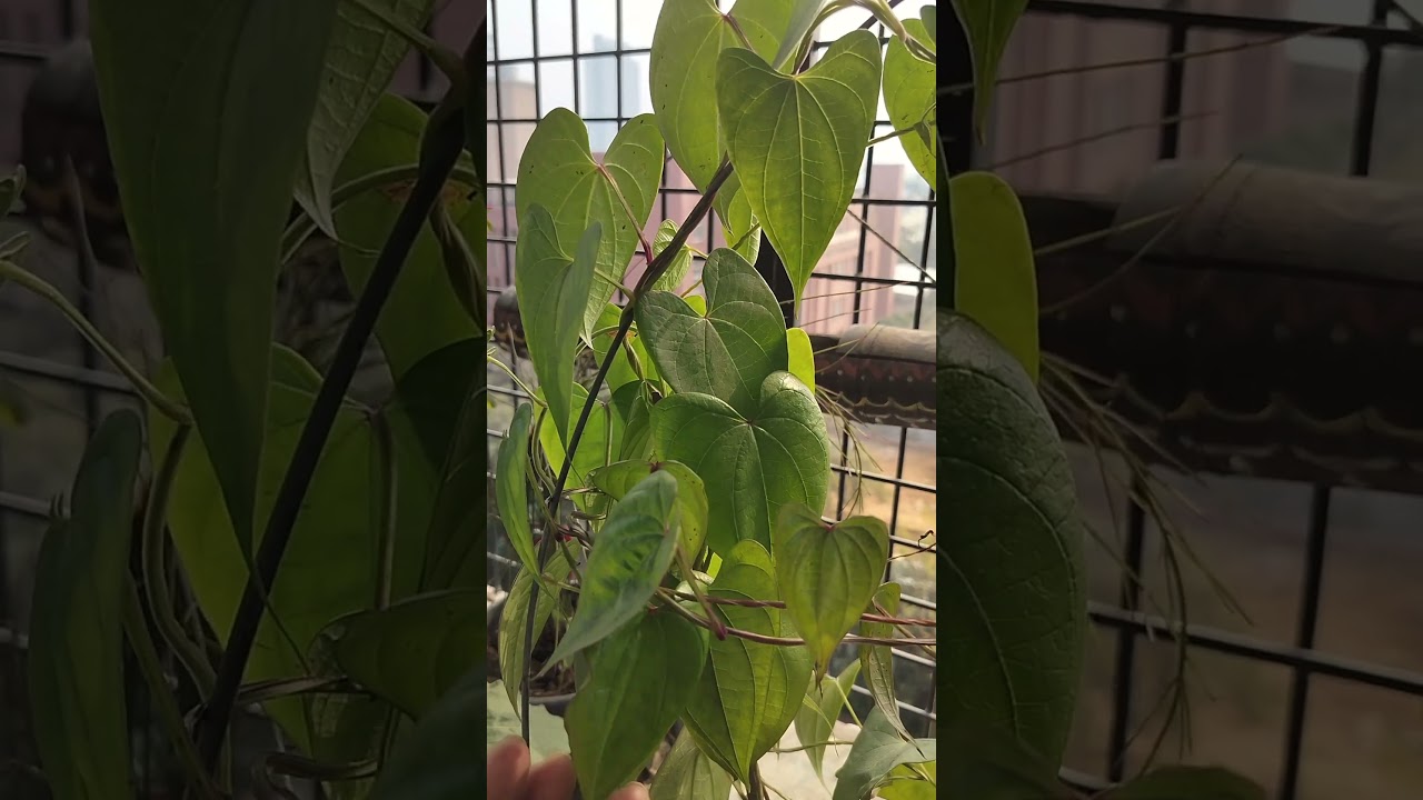 Air potato 's  plant