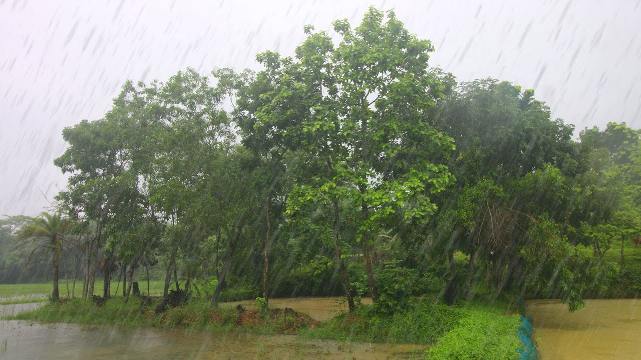 Rainy Days - Walking and Fishing in the Rain | Amazing Village Life in Bangladesh