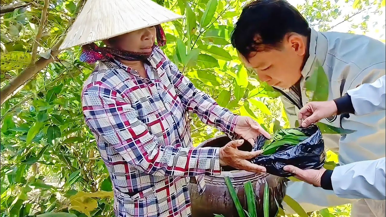 Thảo Mộc Tự Nhiên Cây Lá Vối - Natural herbs