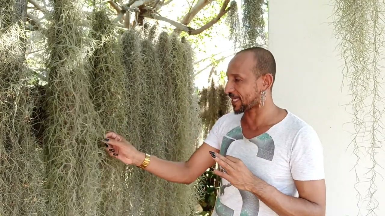 🌱🌹🌷Qual a função das barbas de velho no cultivo de orquídeas? 🌱🌹🌷