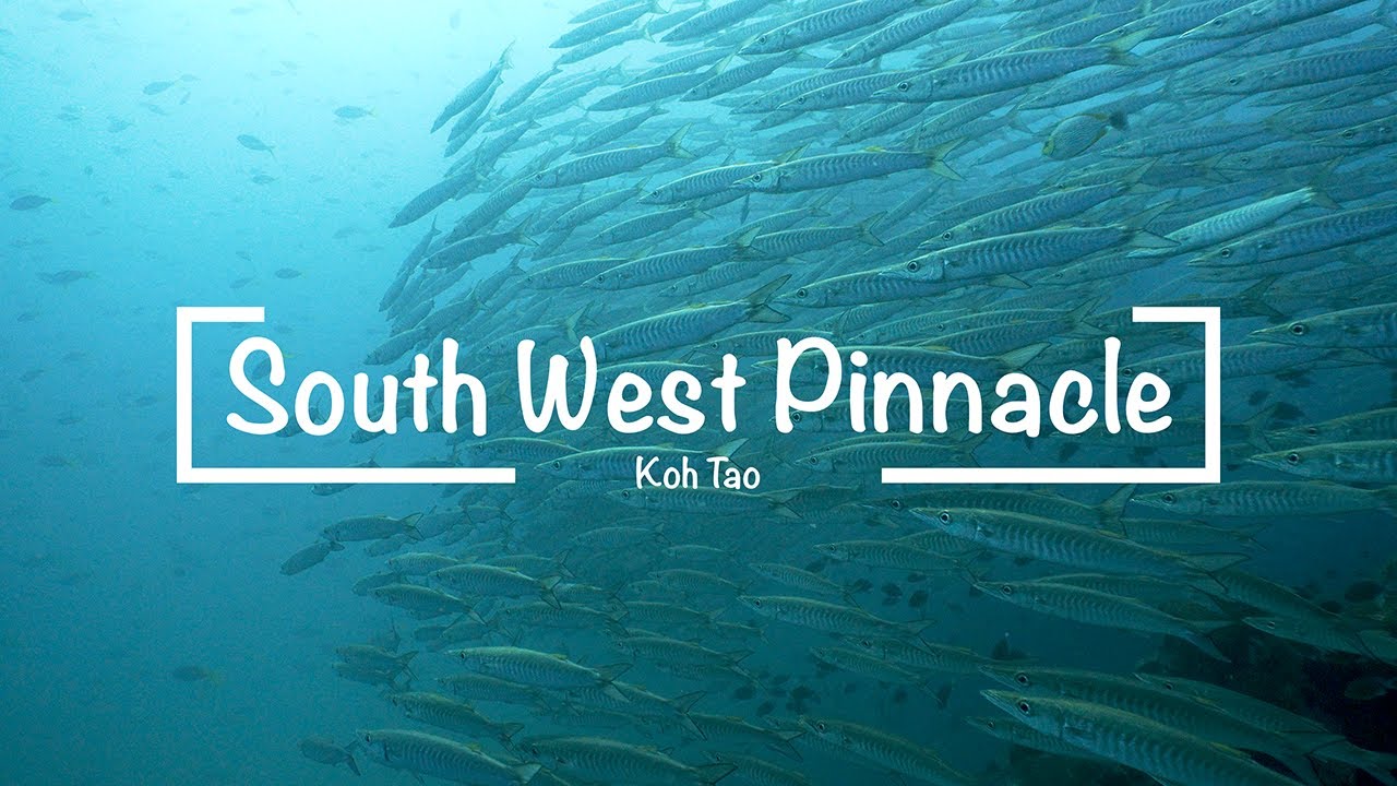 South West Pinnacle. Koh Tao 🏝️