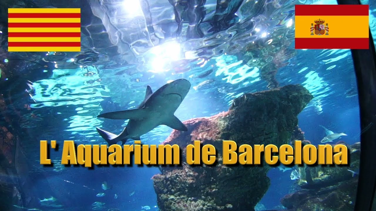 🔵  ACUARIO DE BARCELONA 🇪🇦 - un lugar imperdible y lleno de sorpresas