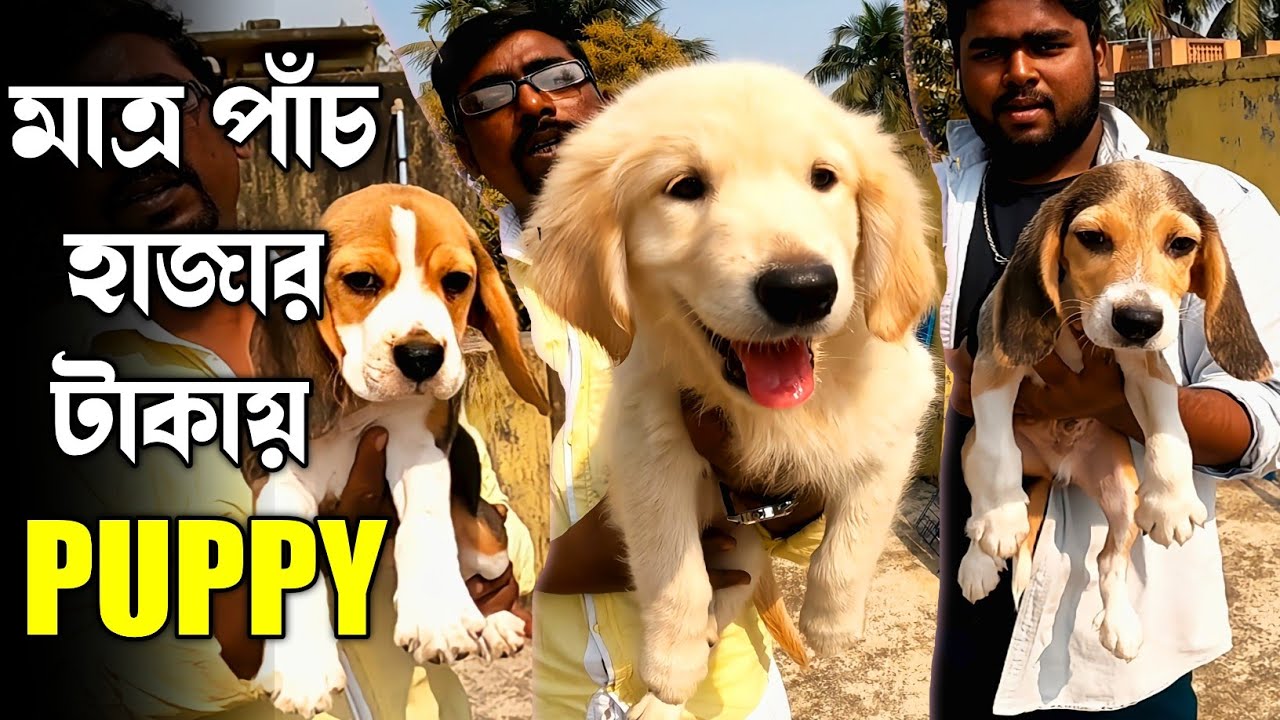 Cheap price puppy available in Dankuni। Low price puppy sell in Dankuni। Golden retriever।