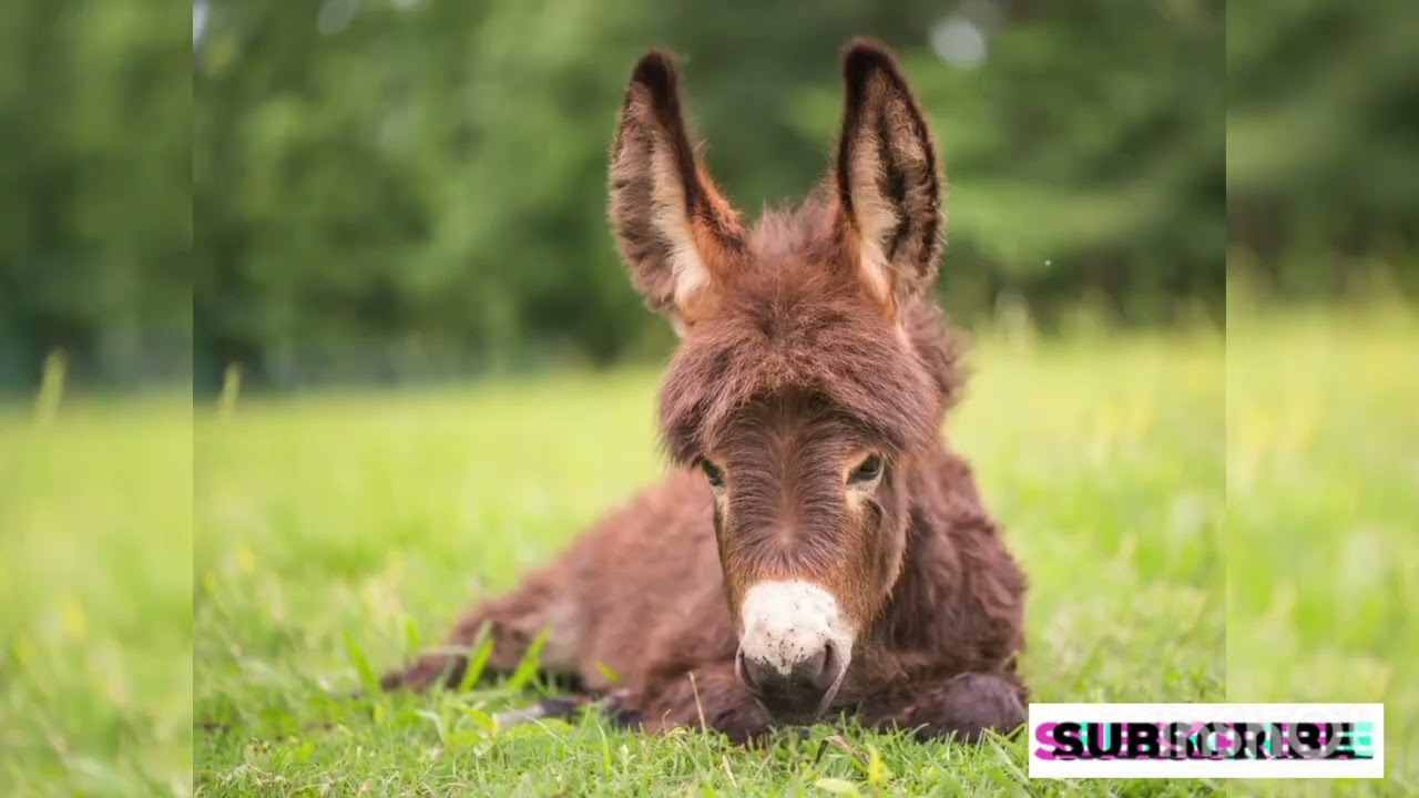 Donkey and Kid 