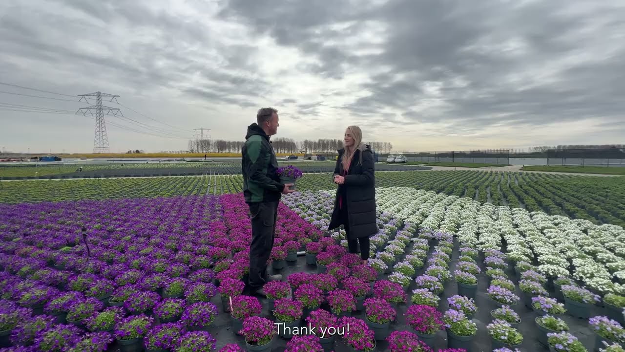 Aubrieta Solutions, A Springtime Miracle for Extended Blooms!