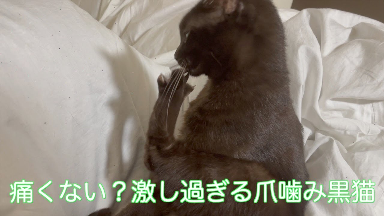 痛くない？激し過ぎる爪噛み黒猫
