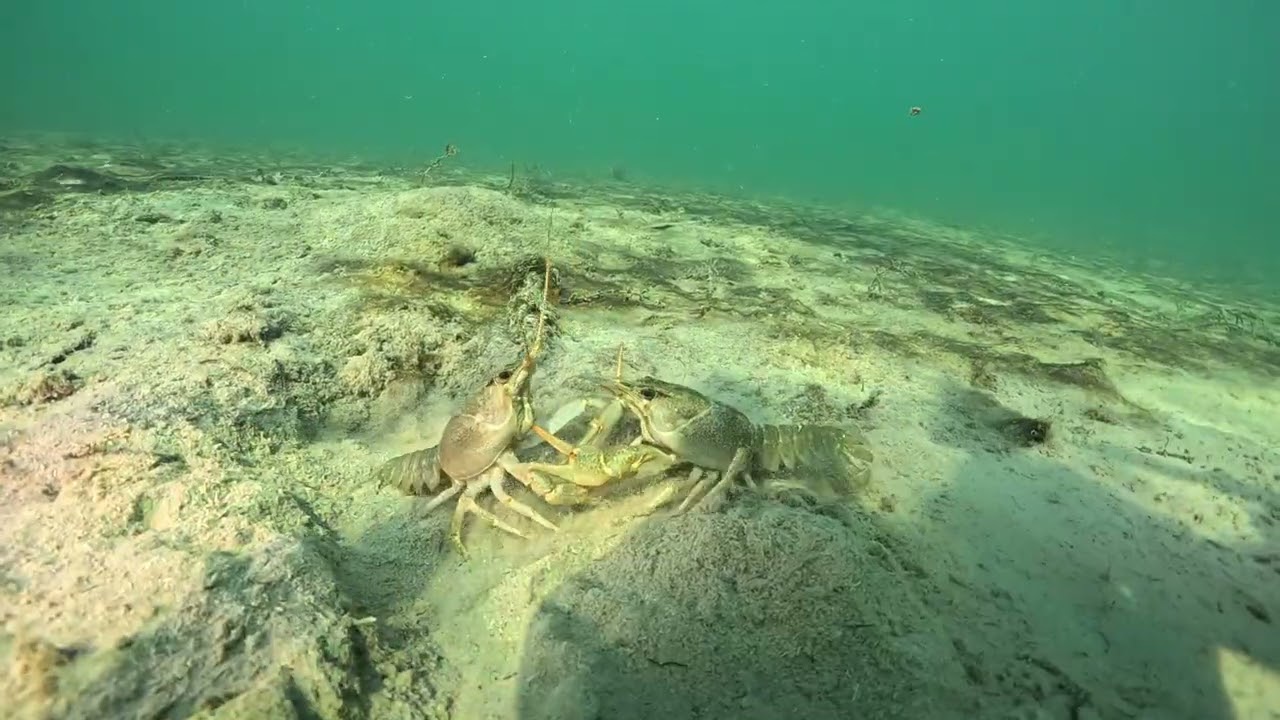 Battle of crayfish