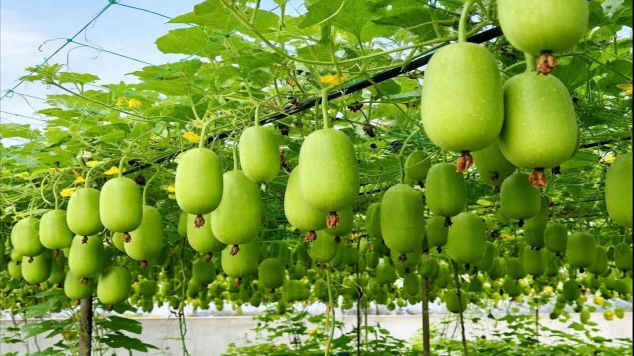  খেতিত কোনটো গুটি কেতিয়া দিব। পোকৰ ঔষধ আৰু দানা কেতিয়া দিলে ভাল। প্ৰয়োজন হ'লে 7002163162 ফোন কৰিব