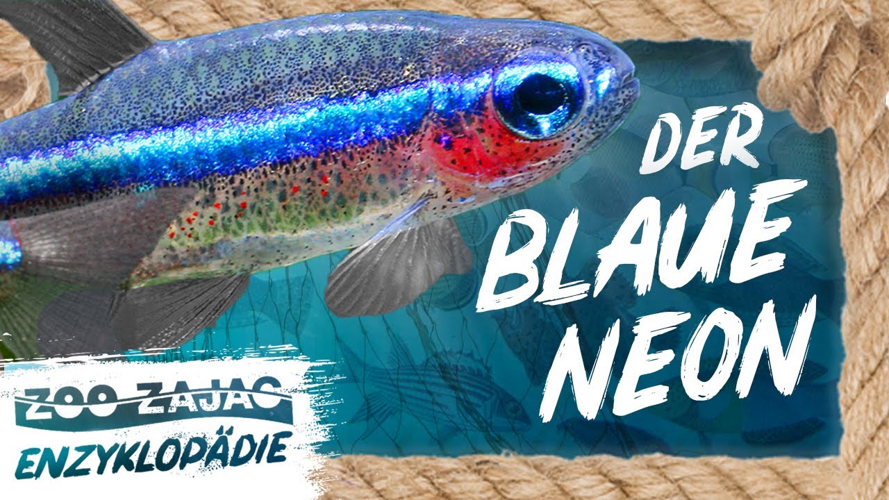 BLAUER NEON - PARACHEIRODON SUMULANS | FISCHENZYKLOPÄDIE | Zoo Zajac