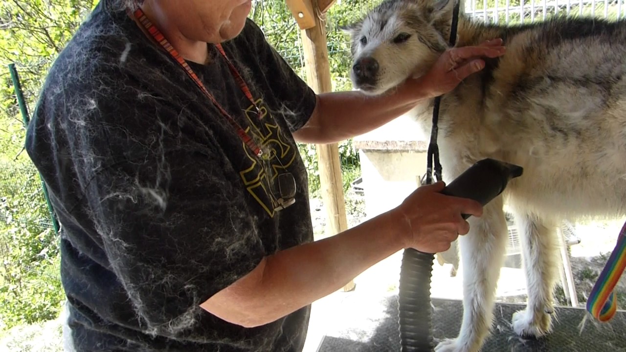 20170422 - Toilettage d'un Malamute en mue :p IL NEIGE