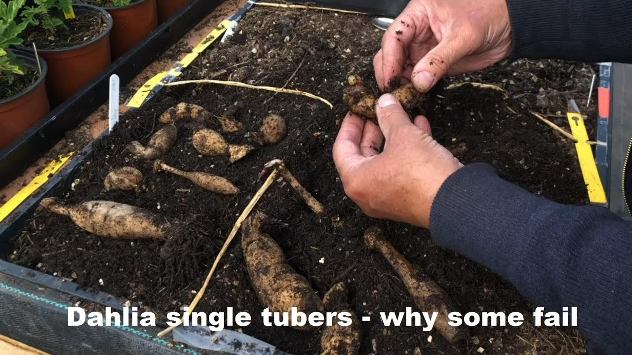 Dahlia Single Tubers   Why some fail