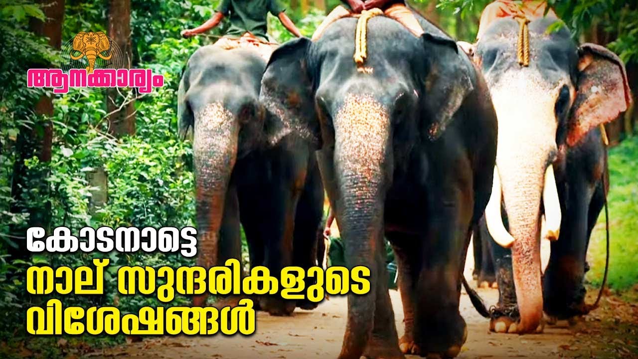 EP 42 | കോടനാട്ടെ നാല് സുന്ദരികളുടെ വിശേഷങ്ങൾ | Kodanad Elephants | Aanakkaryam