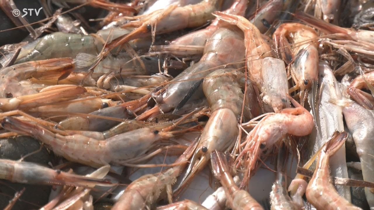 「こんなの初めて&hellip;衝撃的」サロマ湖沿岸に&ldquo;大量のエビ&rdquo;水温上昇と関連は？水質調査へ　北海道
